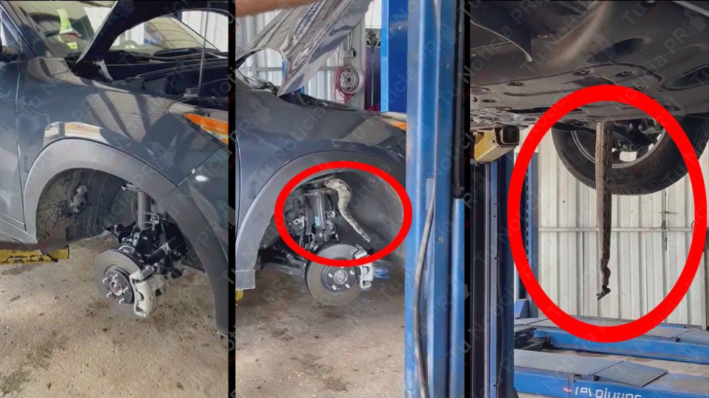  Video: Este Boricua llevó su carro al mecánico para un problemita, una serpiente 