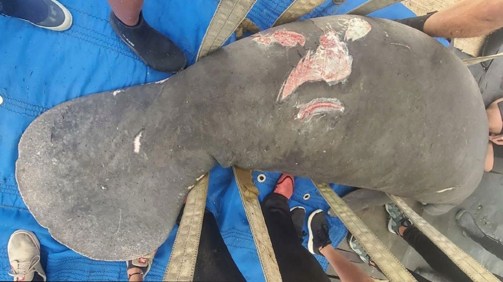  Tuque el manat&iacute; es rescatado herido por una embarcaci&oacute;n 