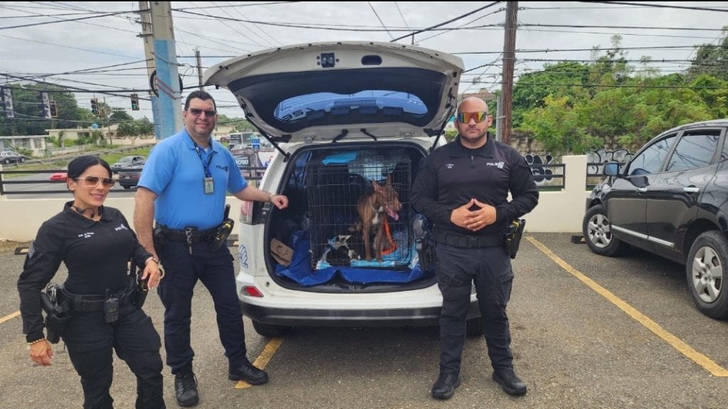  Agente de la Polic&iacute;a en Aguadilla, rescata a una perrita con sus bebes 