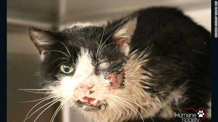 Un gato 'zombie' sale de su tumba y vuelve a casa