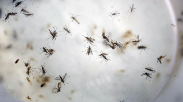 Senado de EEUU aprueba fondos para zika