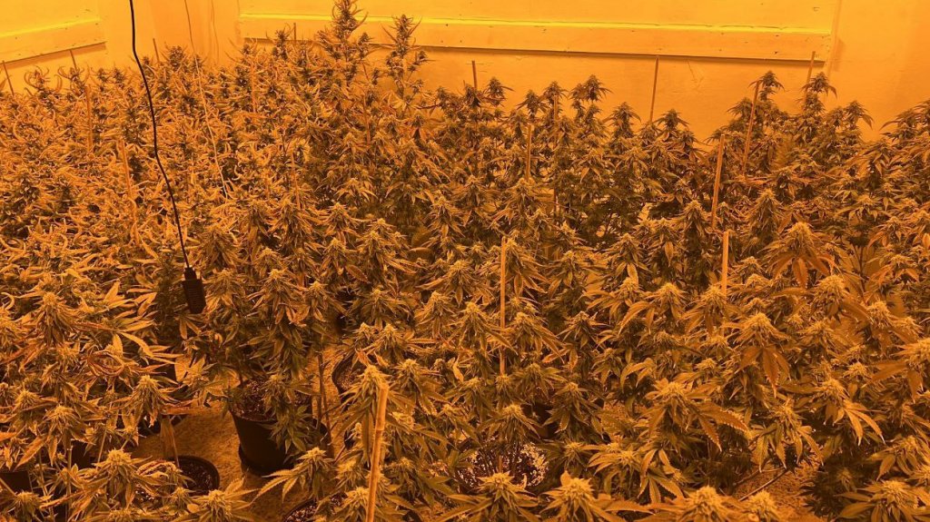  Video: Ocupan m&aacute;s de 400 plantas de marihuana en una residencia de Trujillo Alto 