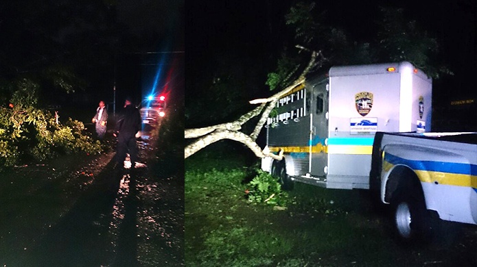 Caen arboles sobre carretones de la unidad montada de la policÃ­a 
