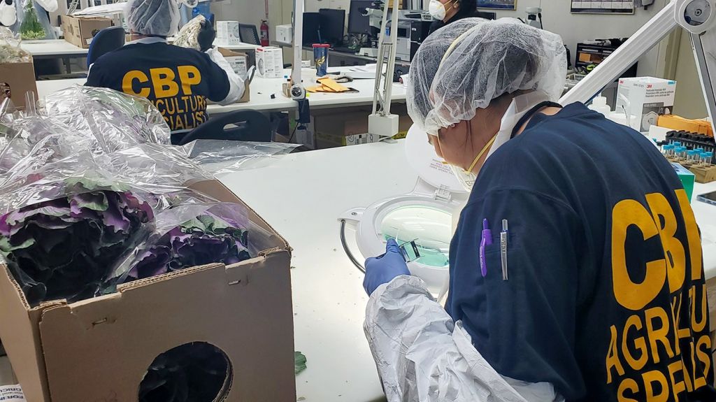  CBP inspecciona flores cortadas provenientes de Colombia en el primer &ldquo;vuelo fantasma&rdquo; que llega a San Juan 