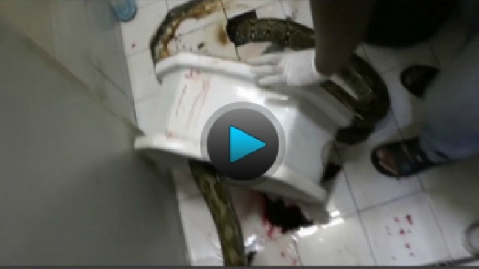Video: Serpiente muerde pene a hombre sentado en inodoro  