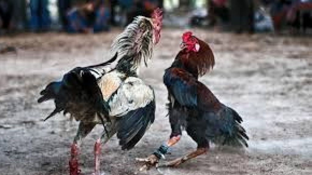  Apoyo de la C&aacute;mara a demanda de galleros en Tribunal Federal 