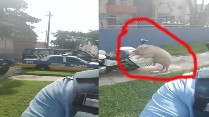   Viral en las redes sociales video de policía estatal mostrando un cerdo encima de su motora 