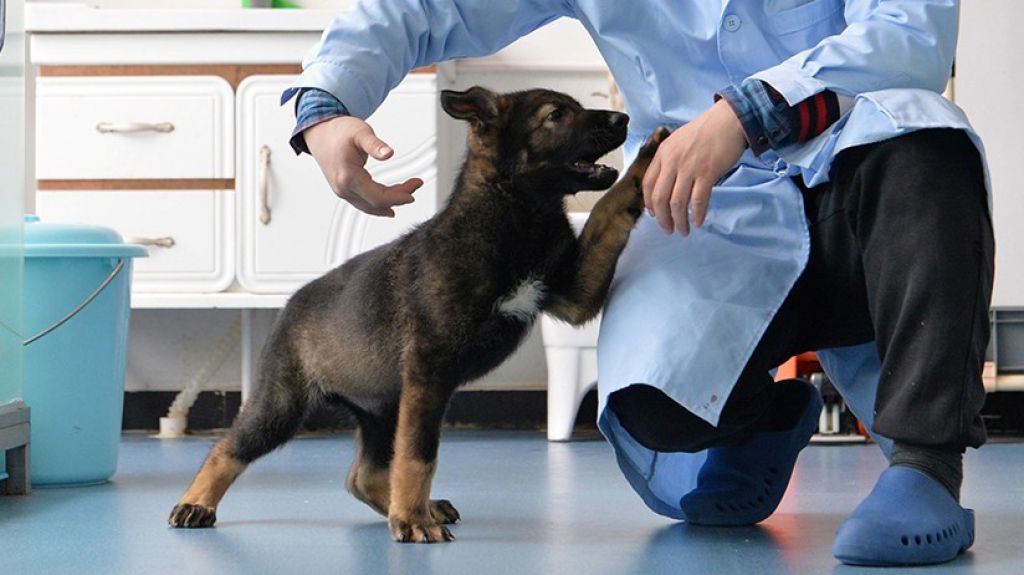  China clona a uno de sus mejores perros polic&iacute;a para ahorrar en entrenamientos 