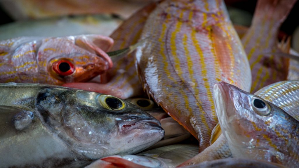  Idean en Lo&iacute;za concepto de maricultura para producir chillo de manera sustentable y a escala comercial 