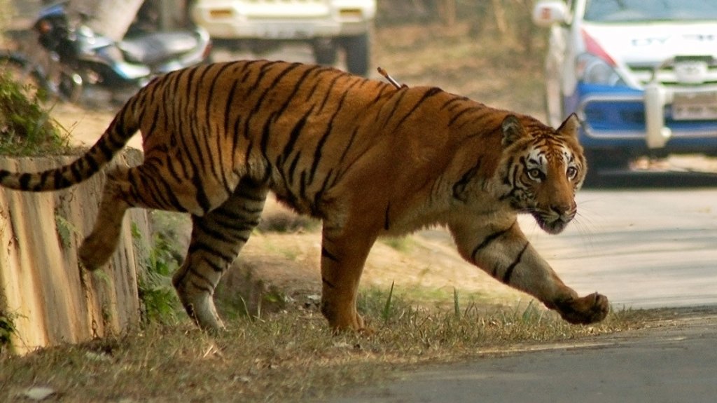  Persiguen en la India a un tigre que ya ha matado a ocho personas 