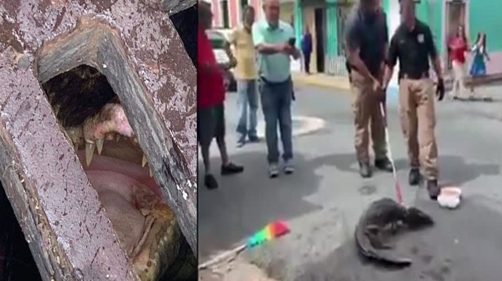  Video: Momento en que captura un caim&aacute;n dentro de una alcantarilla en Vega Baja 