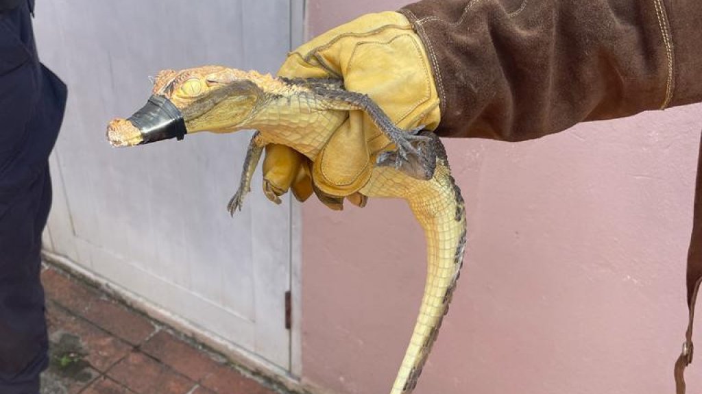  Capturan caim&aacute;n en el patio de una residencia en Carolina 