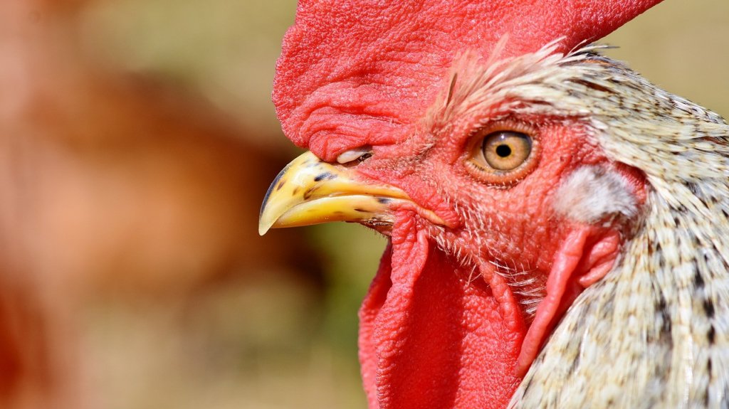  Gobierno se une como amigo de la corte en el caso de peleas de gallos 