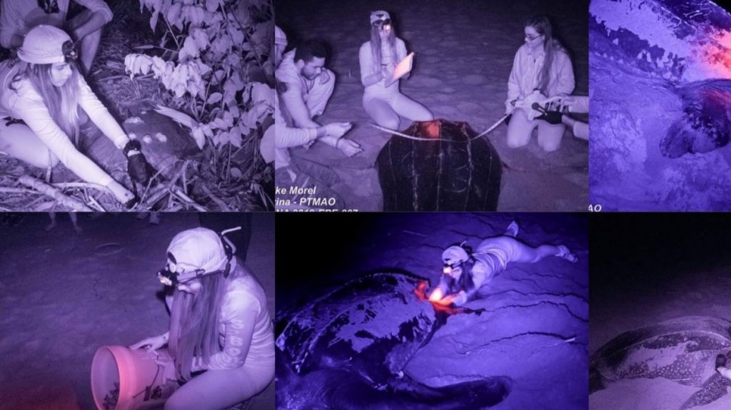  Entrega su juventud a salvar tortugas en Vida Marina 