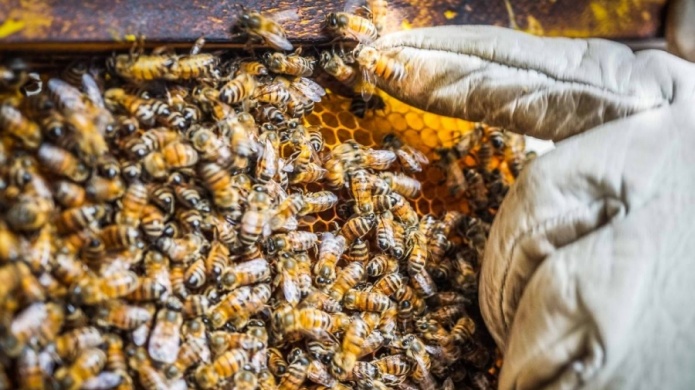 Â¿Ha visto abejas despuÃ©s del ciclÃ³n? AquÃ­ estÃ¡ la explicaciÃ³n