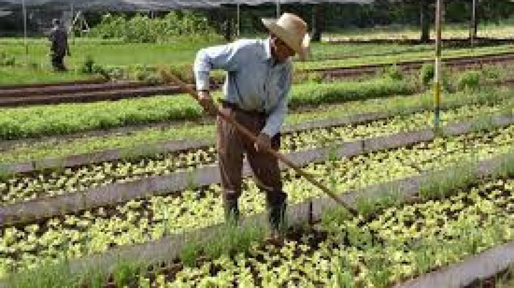  Municipio de Adjuntas ofrece incentivo econ&oacute;mico a agricultores afectados por la pandemia 