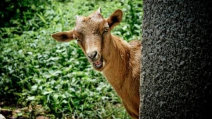 Lo condenan a 10 aÃ±os por violar una cabra 