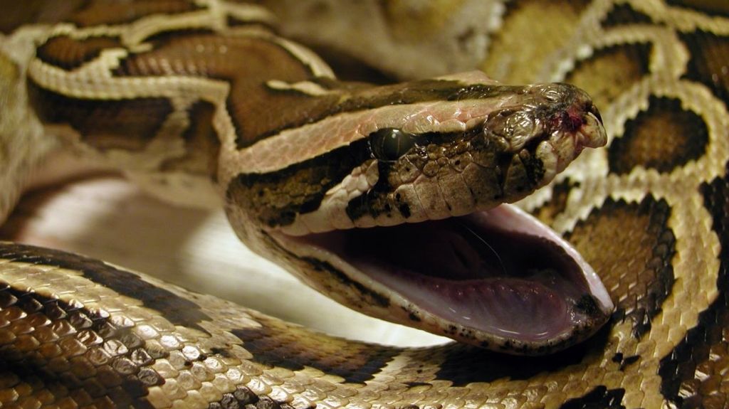  Roban una serpiente Pit&oacute;n de residencia en Trujillo Alto 