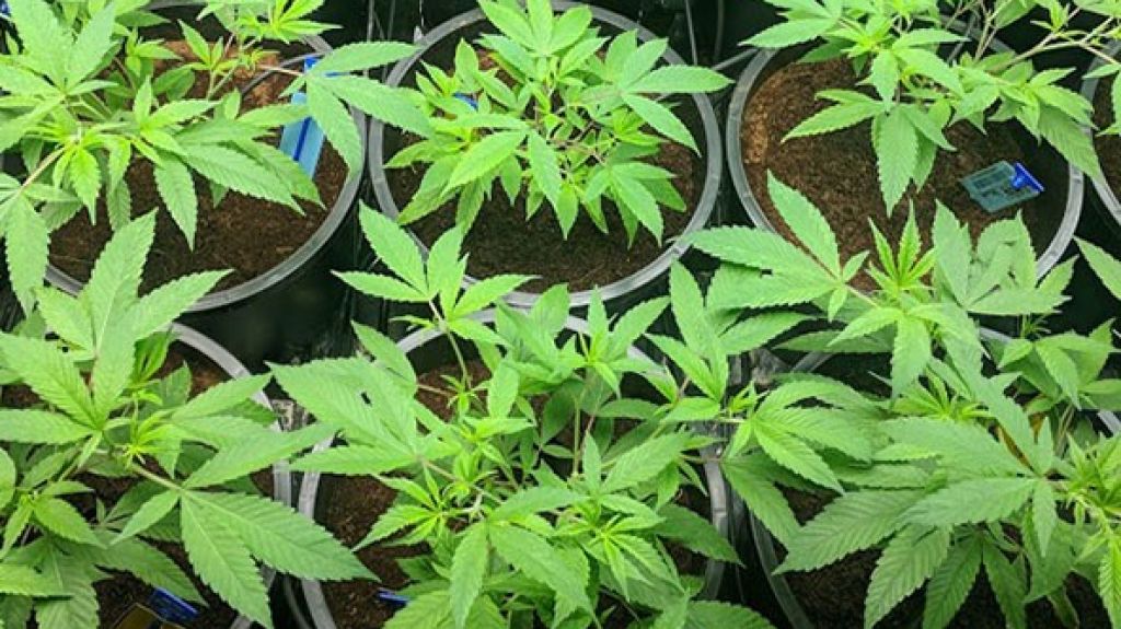  Limbers infusionados de cannabis medicinal contra el calor veraniego 