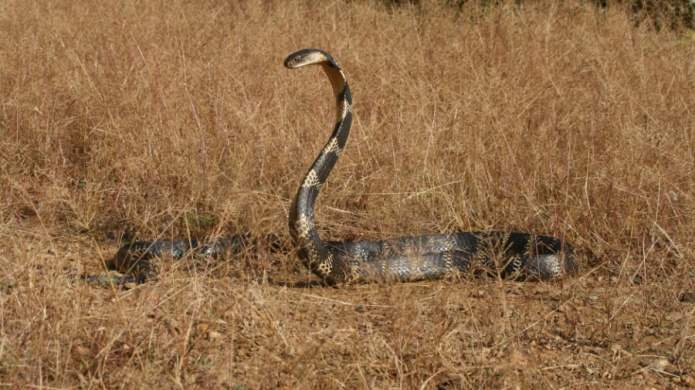 Autoridades de Florida en alerta por una cobra real que se escapÃ³