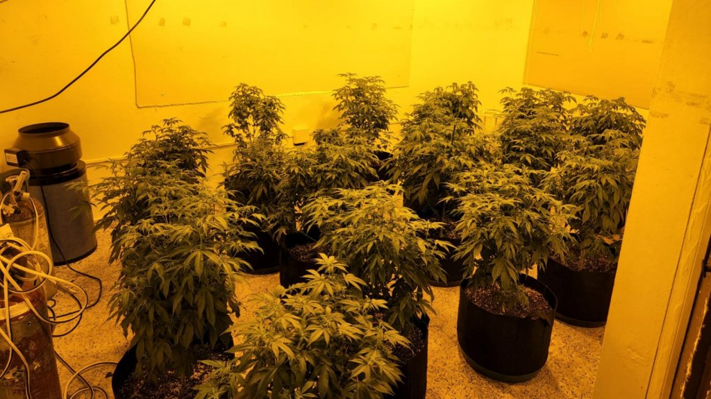  Ocupan 60 matas de marihuana en Arecibo 