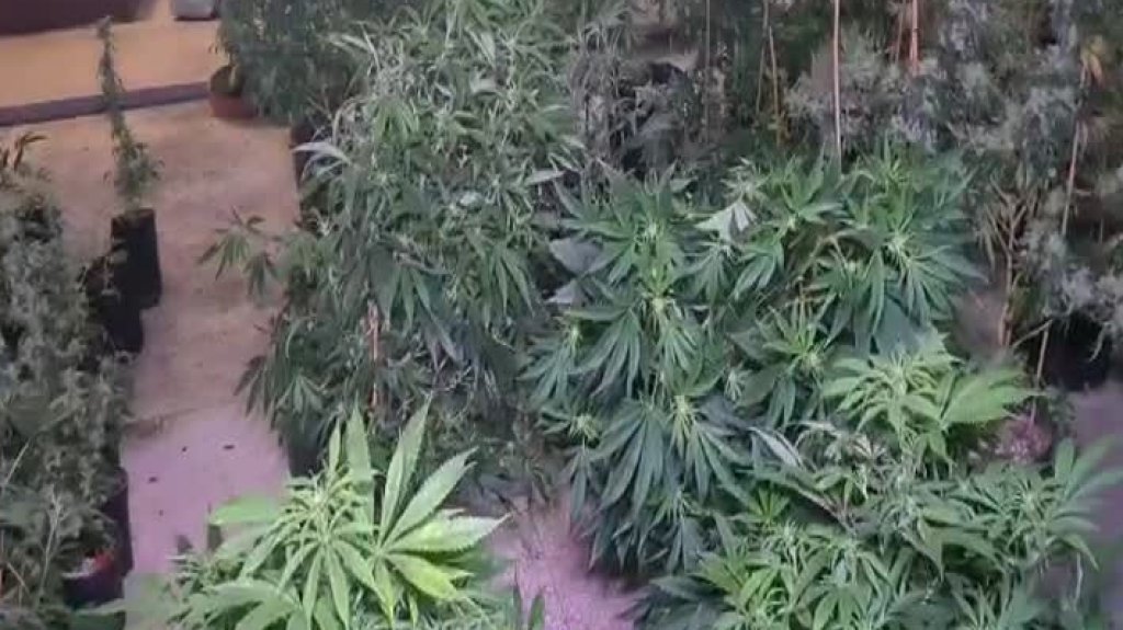  Video: Ocupan invernadero de marihuana en Rio Piedras 