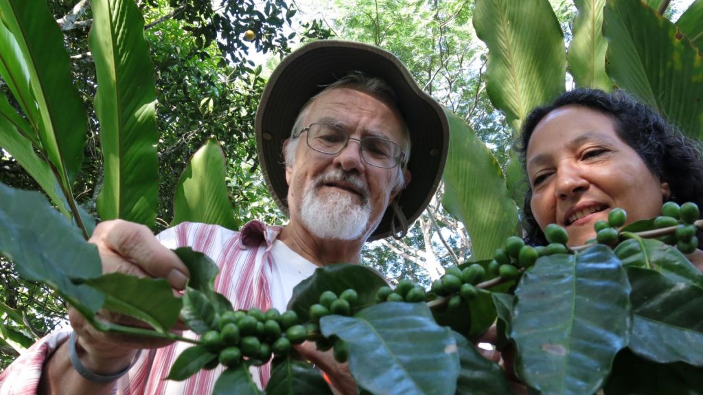  Acad&eacute;micos y alumnos activan siembra de caf&eacute; en Puerto Rico y estudian uso agr&iacute;cola 
