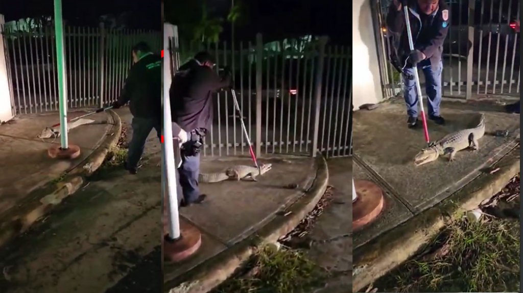  Video: Municipales de Carolina capturan otro Caim&aacute;n 