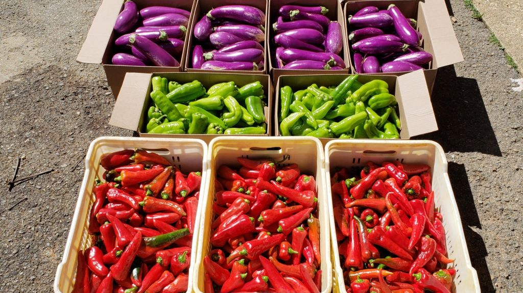  Aviso: World Central Kitchen anuncia nueva convocatoria para solicitar fondos y ayudas a trav&eacute;s del programa &ldquo;Plow to Plate&rdquo; 