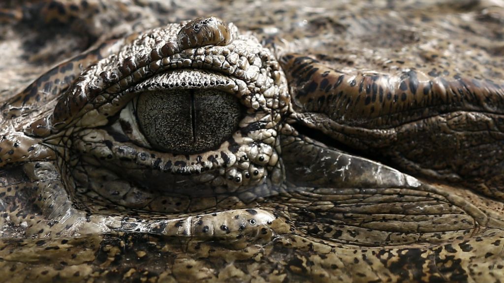 Un gigantesco caim&aacute;n de 12 pies colisiona en una autopista de Florida 