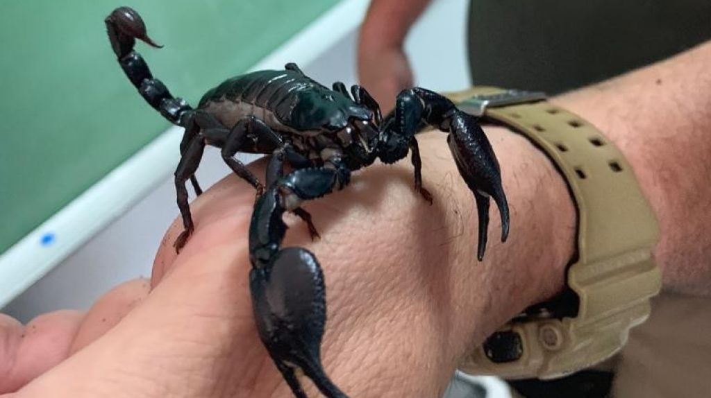  Ocupan animales ex&oacute;ticos venenosos en Hatillo 