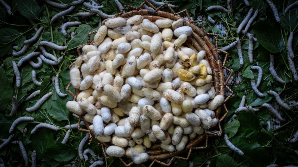  Un estudio defiende el valor nutritivo de algunos insectos 