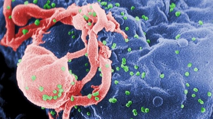 Descubren una proteÃ­na en la leche materna que puede neutralizar el virus del sida.