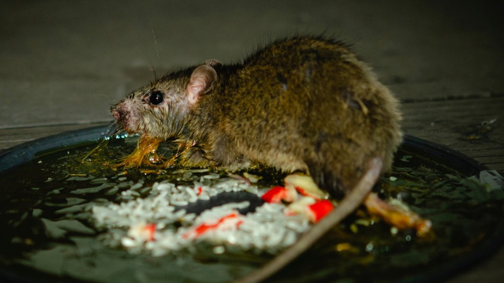  Se enferma y confunde sus síntomas con el covid-19 (pero era una rara infección que contrajo al tocar a una rata muerta) 