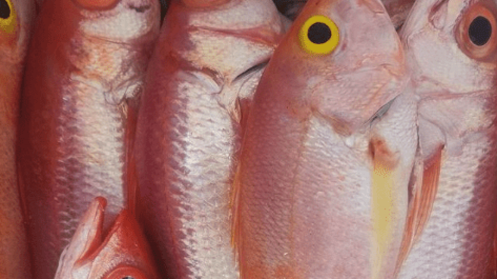  DRNA liberaliza la pesca de cartucho 