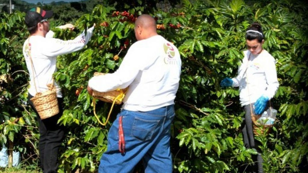  Agricultura busca reclutar personas en campamentos para trabajar en las fincas 