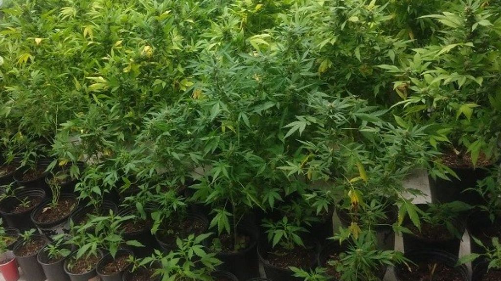  Beber alcohol y fumar cannabis de joven puede conducir al consumo de opi&aacute;ceos como adulto 