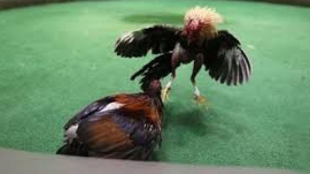  Gobernador va a cumplir con la prohibici&oacute;n de las peleas de gallos 