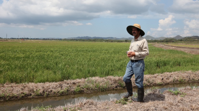 Viable la siembra de arroz a nivel comercial
