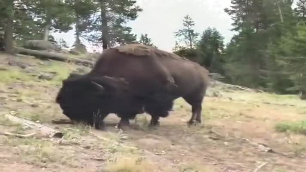  Video: Momento en que un bisonte ataca una ni&ntilde;a de 9 a&ntilde;os en el parque de Yellowstone 
