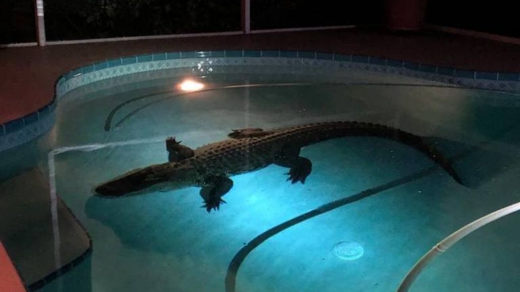  Video: Lo despertó un fuerte ruido. Era un cocodrilo de 11 pies nadando en su piscina 