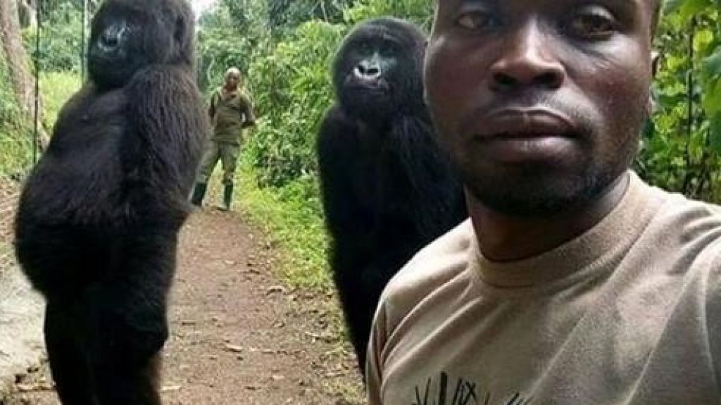  Viral "selfie" de guardabosques con dos gorilas 