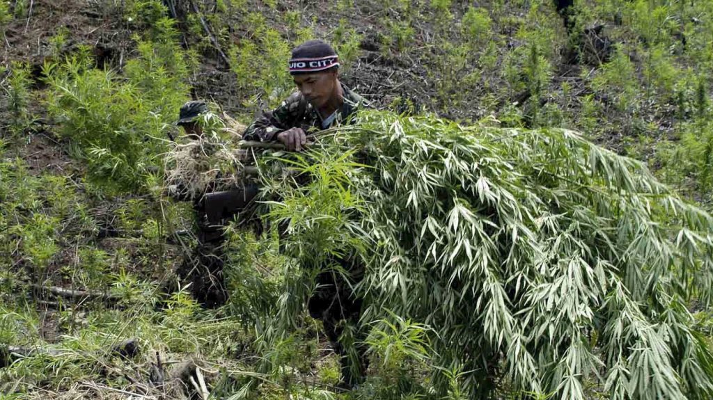  Descubren en Colorado plantaci&oacute;n de marihuana vinculada a c&aacute;rteles mexicanos 