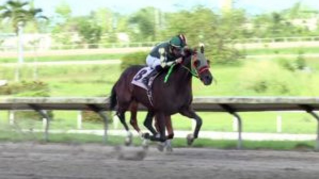  Anuncian hist&oacute;rica subasta de caballos purasangre nativos: se vender&aacute;n sobre 60 potros de alto nivel 