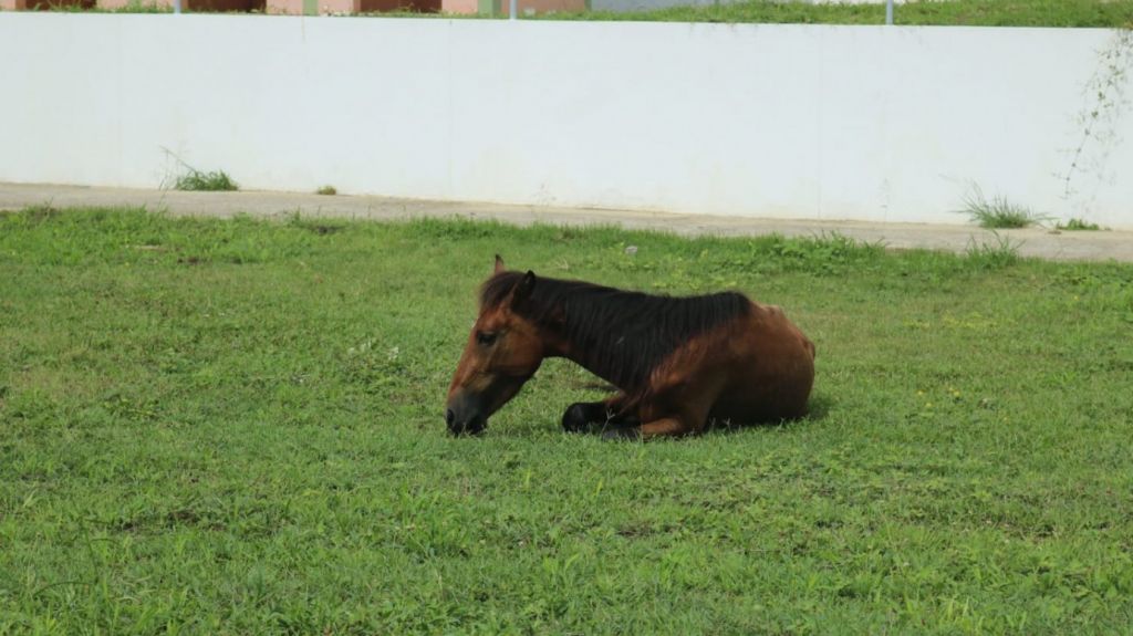  Dolor de cabeza por caballos realengos en Gu&aacute;nica 