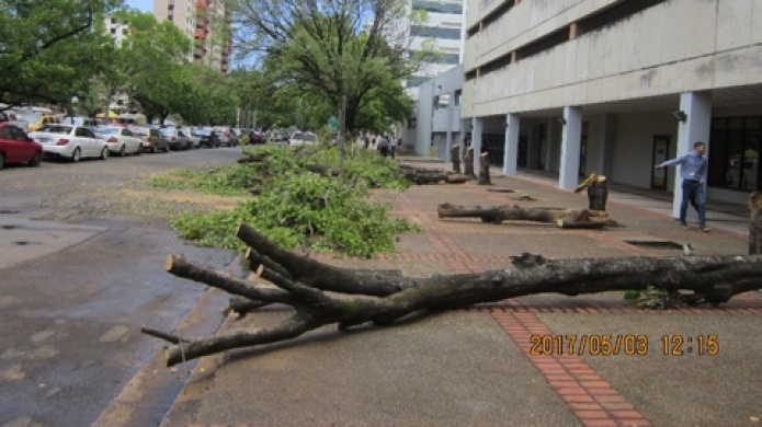 PolicÃ­a municipal de San Juan multa funcionario de ACAA por poda de 27 Ã¡rboles sin permiso