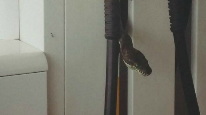 Serpiente aparece dentro de la manguera de una gasolinera