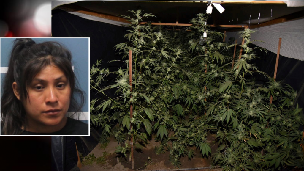  Niña de tres años muere de calor en un auto mientras su madre cuidaba plantío de marihuana en California 