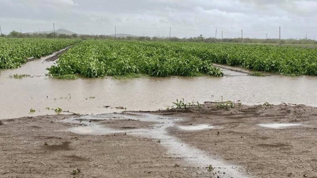  Departamento de Agricultura exhorta a agricultores a solicitar fondos federales del CFAP 1 y CFAP 2 