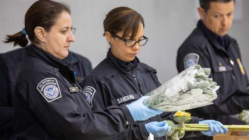  Confiscan 1.8 millones de d&oacute;lares en coca&iacute;na dentro de cajas que supuestamente conten&iacute;an flores procedentes de Colombia 